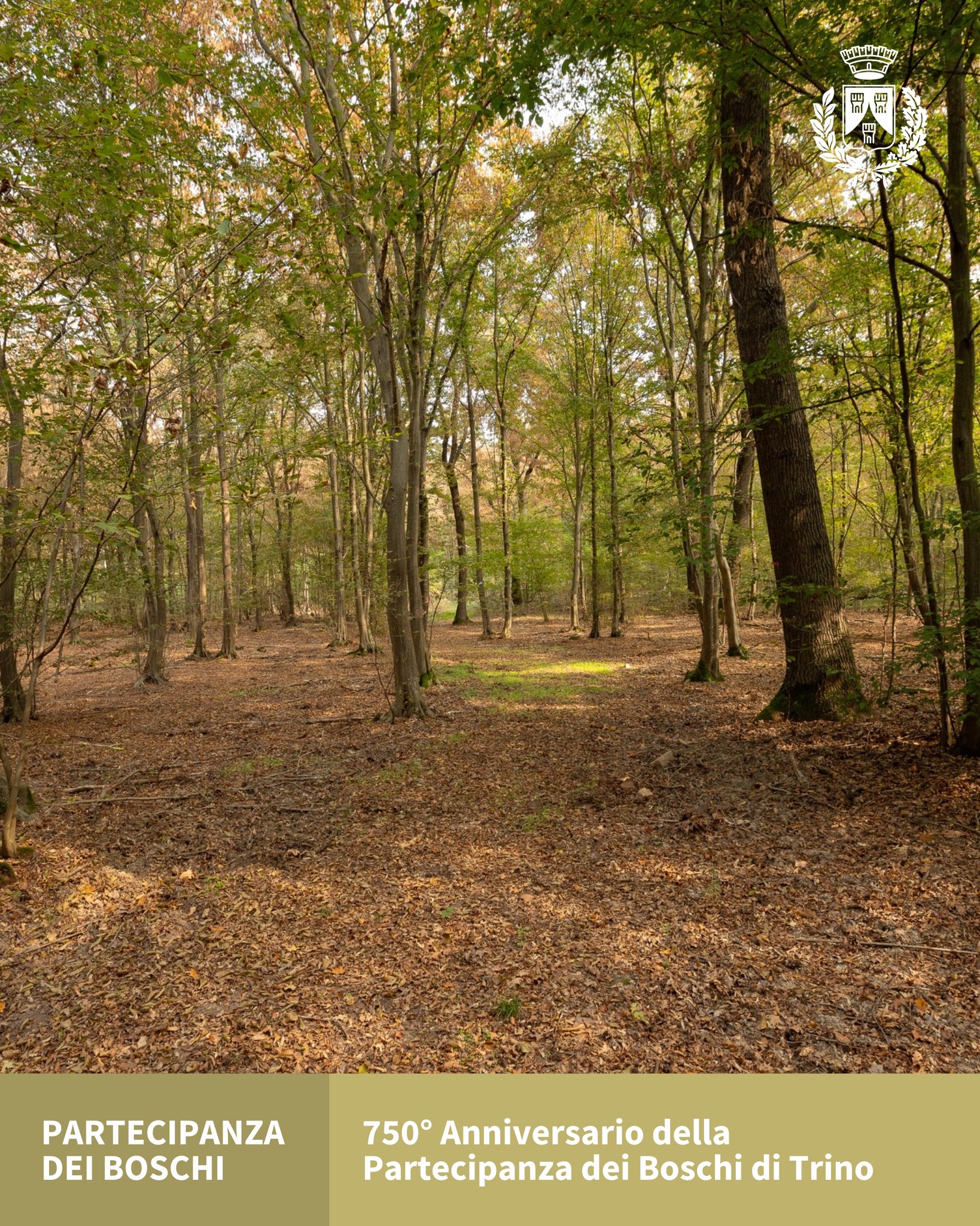 immagine bosco Partecipanza