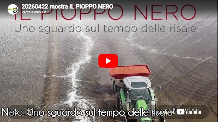 il pioppo nero