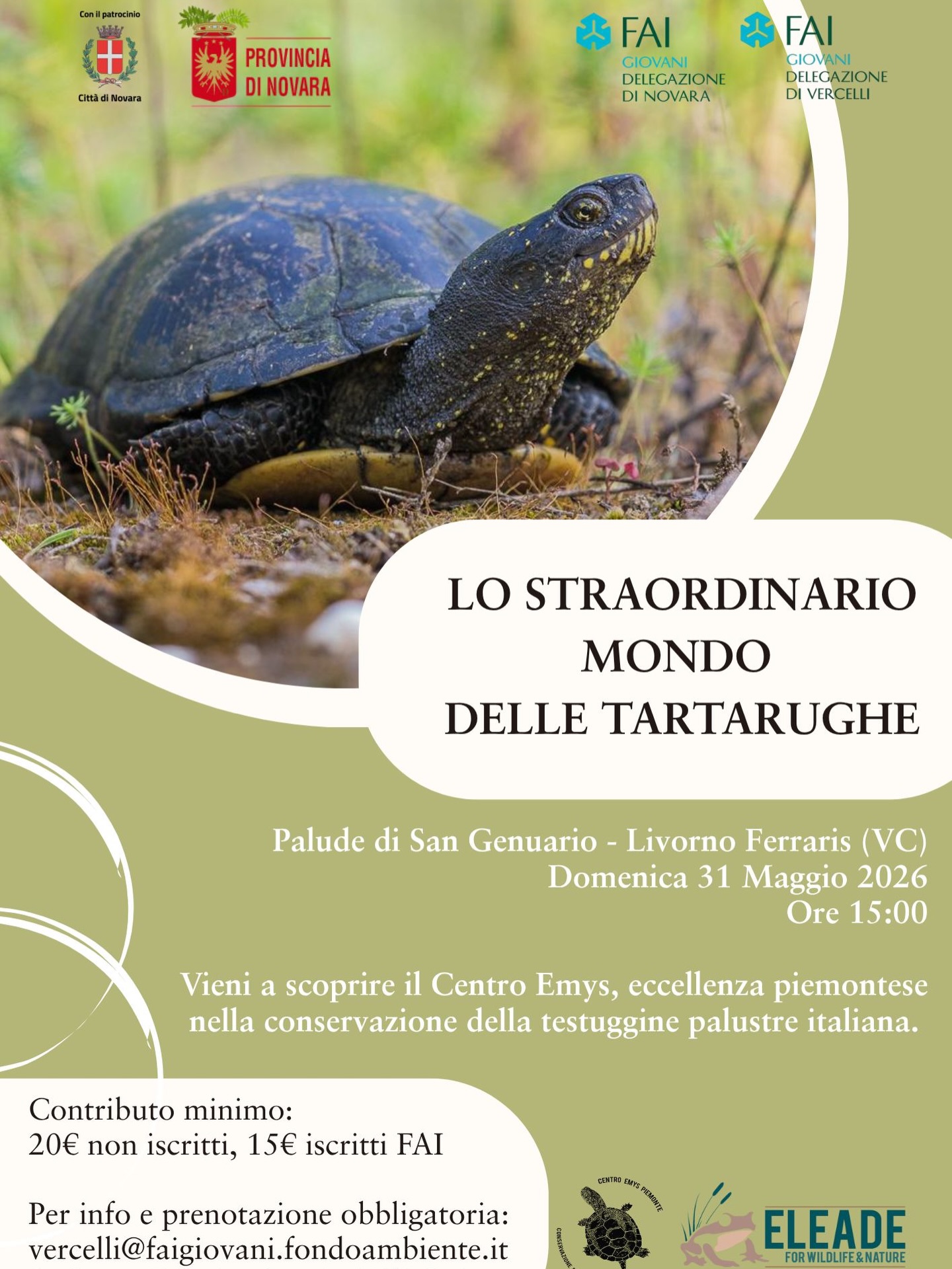 Tartarughe